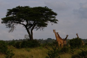 Kenya safari/Going to kenya Holidays